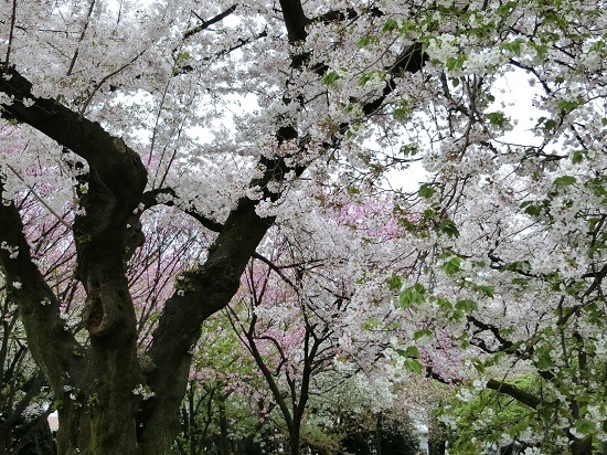 17.04.21c.jpg