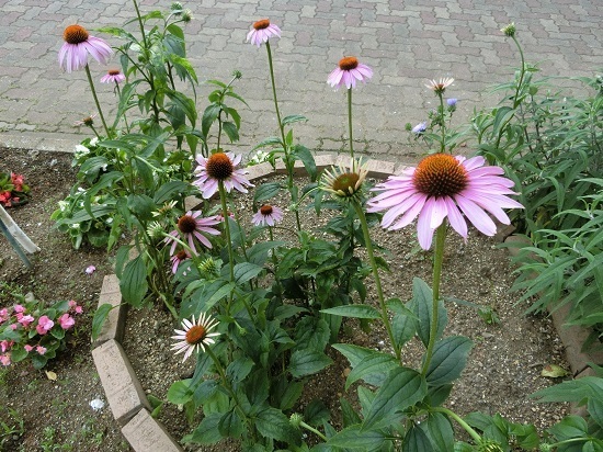 17.07.08n.jpg